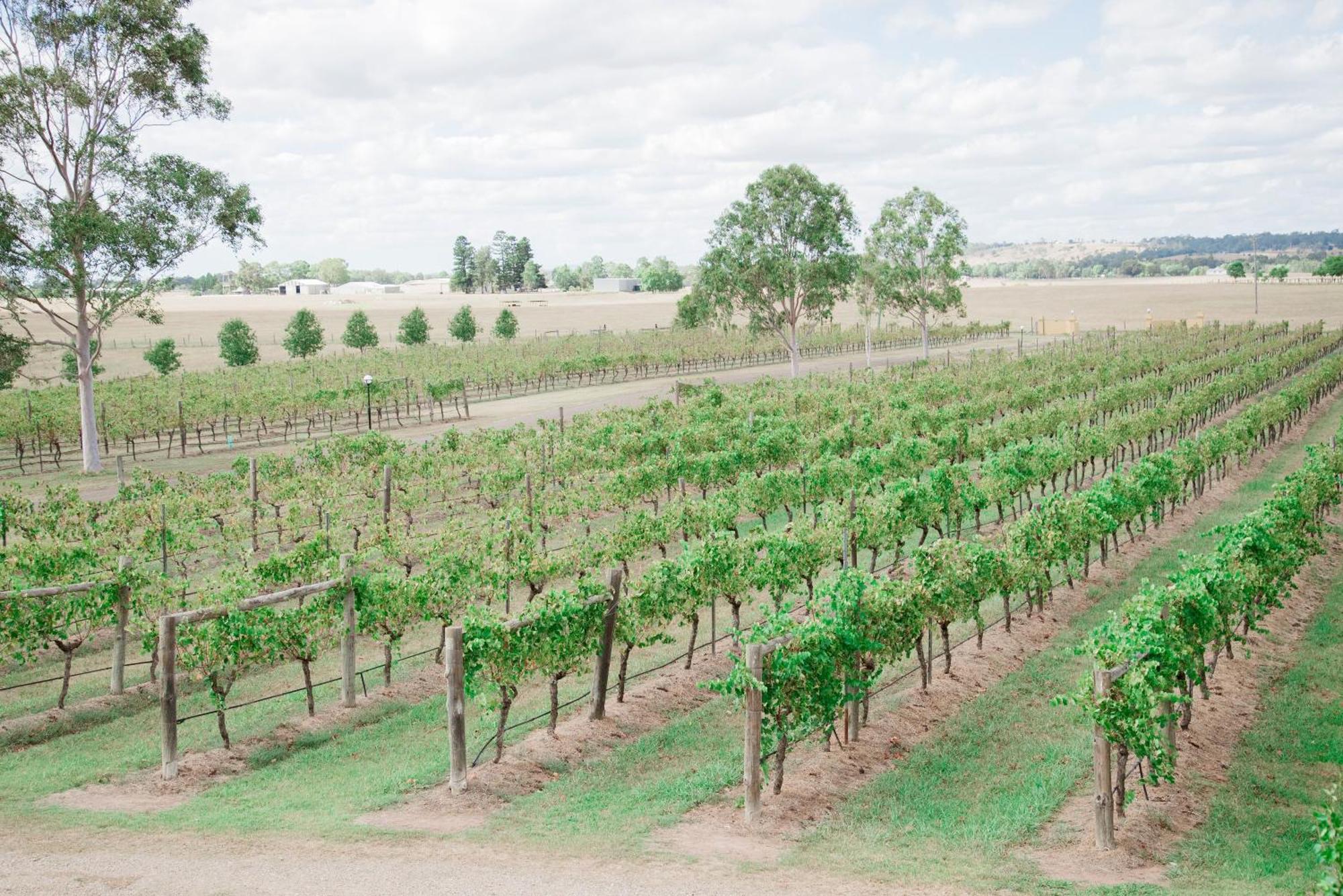 Hotel Tranquil Vale Vineyard Luskintyre Exterior foto