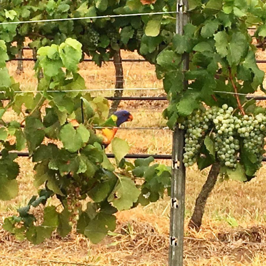 Hotel Tranquil Vale Vineyard Luskintyre Exterior foto